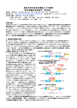真核生物の染色体複製とその制御 微生物遺伝研究部門（荒木研）