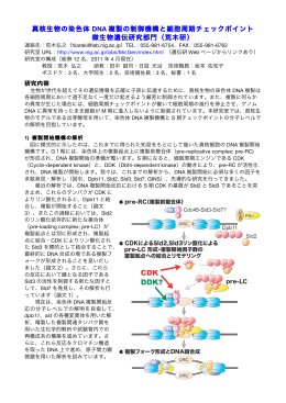 真核生物の染色体 DNA 複製の制御機構と細胞周期チェックポイント