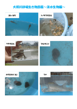 大和川ほ場生き物図鑑～淡水生物編～