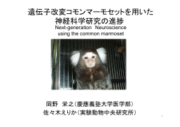 遺伝子改変コモンマーモセットを用いた 神経科学研究の進捗