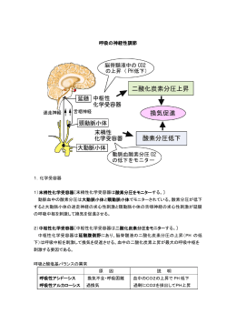 呼吸の神経性調節