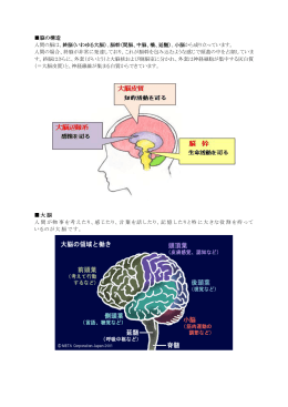 脳の構造 大脳