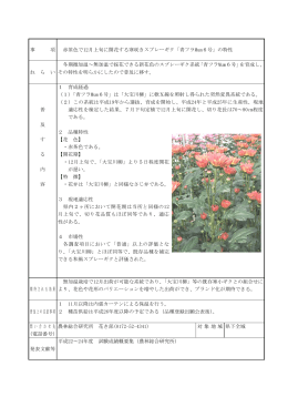 事 項 赤茶色で12月上旬に開花する寒咲きスプレーギク「青フラMum6号