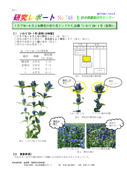 7 月下旬～8 月上旬開花の切り花リンドウ F 1 品種「いわて EB
