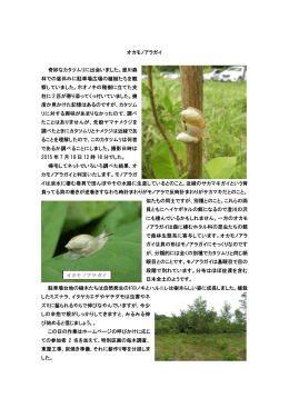 オカモノアラガイ 奇妙なカタツムリに出会いました。澄川森 林での昼休み