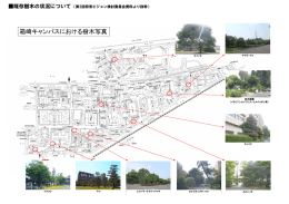 既存樹木の状況について