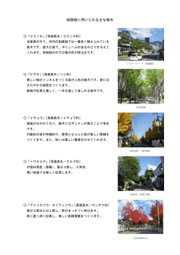 街路樹に用いられる主な樹木(写真あり）（PDF形式：243KB）