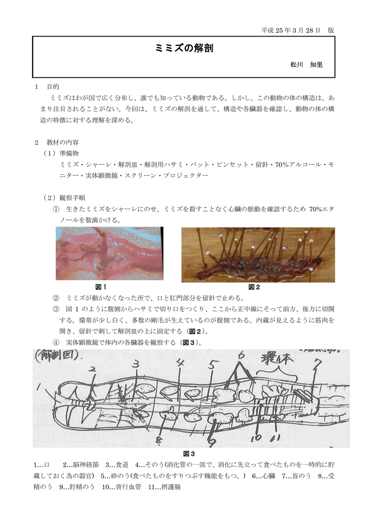 ミミズの解剖