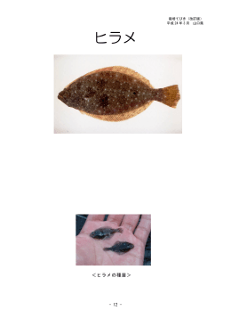 4 ヒラメ (PDF : 815KB)