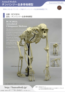 チンパンジーの骨格模型