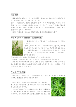 はじめに カラスとスズメの間は？（似た者同士） ヤエムグラの作戦