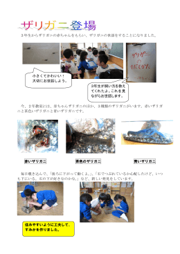 2年生がザリガニの世話を始めました。