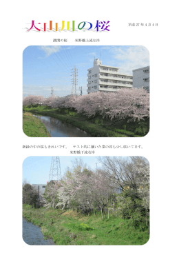 満開の桜 米野橋上流左岸 新緑の中の桜もきれいです。 テスト的に播