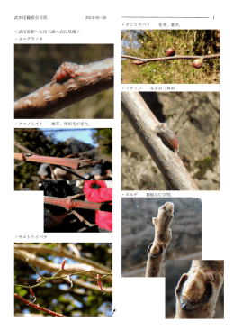 武田尾観察会写真 2013-01-26 ＜武田尾駅～左岸上流～武田尾橋