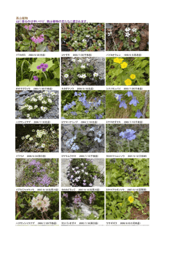 高山植物 山に登るのは辛いけど、高山植物の花たちに癒されます。