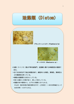 ケイ藻類の分類へ - SCHOLA-SHISHI