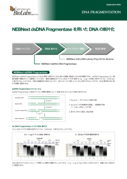 NEBNext dsDNA Fragmentase を用いたDNA の断片化
