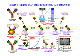 抗体断片と機能性タンパク質に基づく次世代バイオ製剤の設計