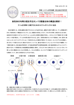染色体の均等分配を司るタンパク質複合体の構造を