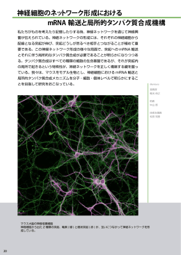 神経細胞のネットワーク形成における mRNA 輸送と局所的タンパク質