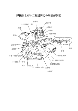 膵臓および十二指腸周辺の局所解剖図