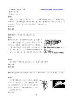 根/維管束/葉脈/蒸散/気孔