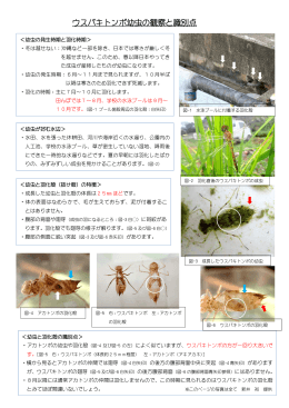 ウスバキトンボ幼虫の観察と識別点 pdf