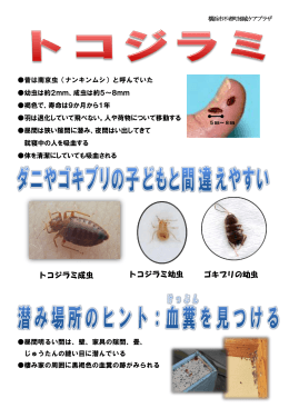 ゴキブリの幼虫 トコジラミ幼虫 トコジラミ成虫
