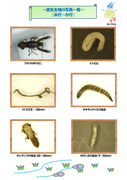 &sim;底生生物の写真一覧&sim; （あ行&sim;か行）