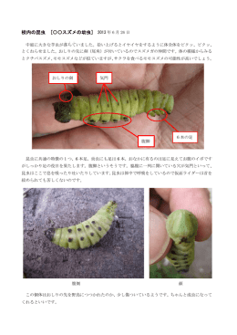 校内の昆虫 [〇〇スズメの幼虫] 2013 年 6 月 26 日