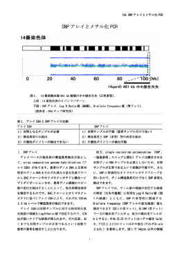 13c SNP アレイとメチル化 PCR