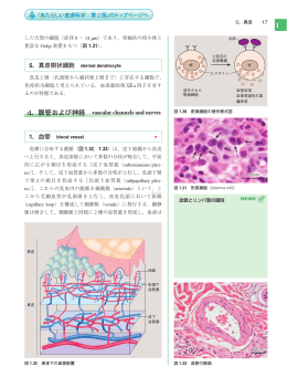 5．真皮﻿樹状細胞 dermal dendrocyte d．脈管および神経 vascular