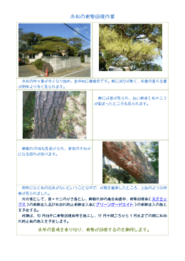 赤松の樹勢回復作業