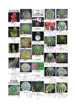 S.ソエレンシア類 T.トリコセレウス類 099145 赫麗丸 (濃赤花大輪