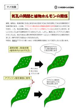 気孔の開閉と植物ホルモンの関係 - Tomo Green Chemical