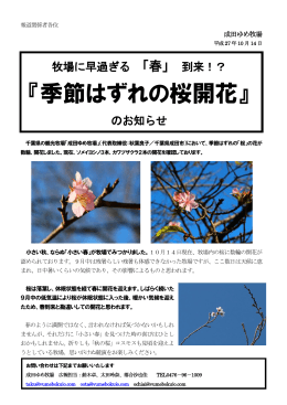 『季節はずれの桜開花』