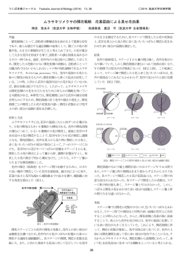 ムラサキツメクサの開花戦略 花茎屈曲による見せ花効果
