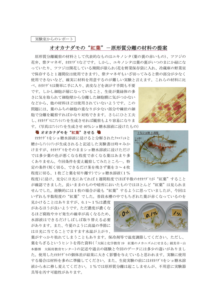 オオカナダモの 紅葉 原形質分離の材料の提案