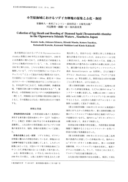 小笠原海域におけるソデイカ卵塊の採集とふ化・飼育
