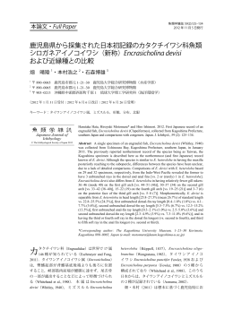 鹿児島県から採集された日本初記録のカタクチイワシ科魚類 シロガネ