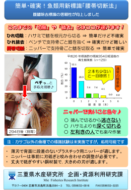 簡単・確実！魚類用新標識「腰帯切断法」