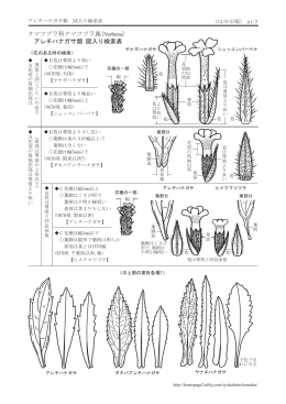 クマツヅラ科クマツヅラ属(Verbena) アレチハナガサ類 図入り検索表