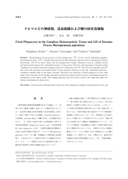 クルマエビの神経節，造血組織および鰓の固着食細胞