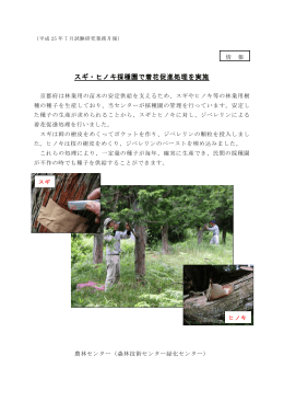 スギ・ヒノキ採種園で着花促進処理を実施（PDF：721KB）