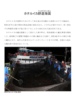 ホタルイカ群遊海面