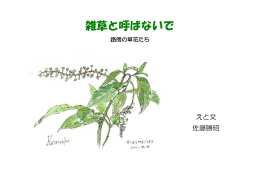 雑草と呼ばないで - 佐藤勝昭研究室