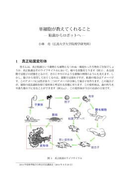 小林 亮 「単細胞が教えてくれること ―粘菌からロボットへ―」