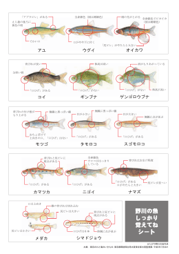 アユ ウグイ オイカワ モツゴ タモロコ スゴモロコ カマツカ ニゴイ ナマズ