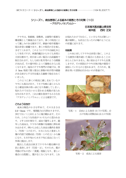シリーズ1、病虫害等による庭木の被害とその対策（10） 日本樹木医会