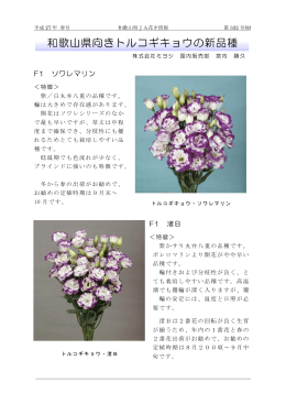 和歌山向けトルコギキョウの新品種
